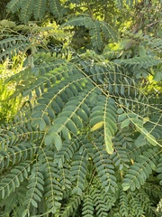 Albizia procera