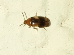 Cyrtanaspis phalerata