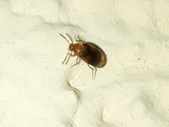 Cyrtanaspis phalerata
