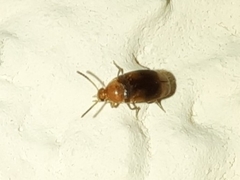 Cyrtanaspis phalerata