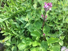 Pedicularis ornithorhynchos