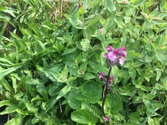 Pedicularis ornithorhynchos