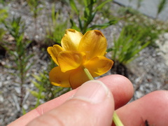 Trollius chinensis