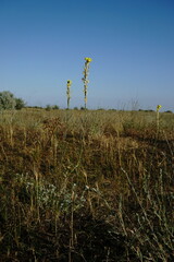 Erysimum quadrangulum