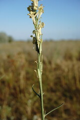 Erysimum quadrangulum