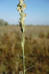 Erysimum quadrangulum