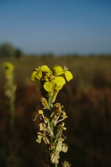 Erysimum quadrangulum