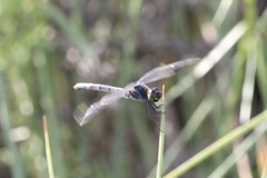 Erythrodiplax berenice
