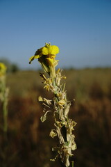 Erysimum quadrangulum
