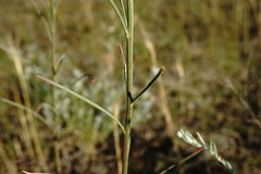 Erysimum quadrangulum