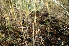 Erysimum quadrangulum