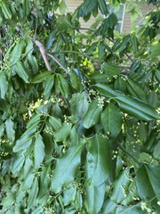 Euonymus fortunei