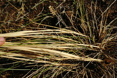Stipa borysthenica