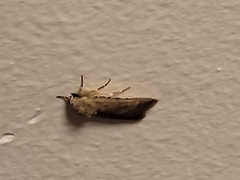 Caradrina clavipalpis