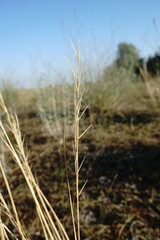 Stipa borysthenica