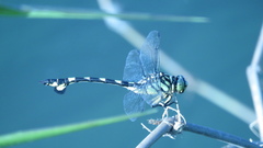 Sinictinogomphus clavatus