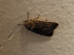 Caradrina clavipalpis