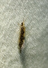 Agraylea