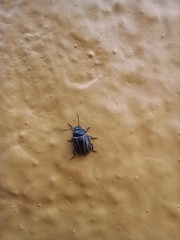 Calligrapha aeneovittata