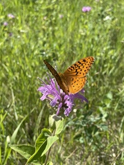 Speyeria cybele pseudocarpenteri