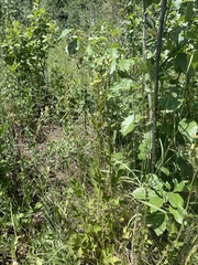 Drymocallis convallaria