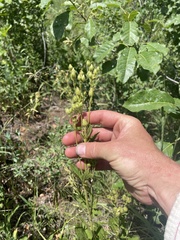 Drymocallis convallaria