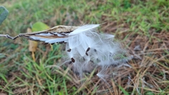 Oxypetalum solanoides