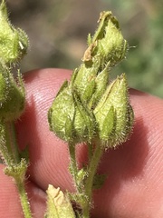 Drymocallis convallaria