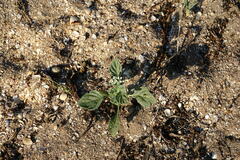 Heliotropium ellipticum