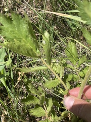 Drymocallis convallaria