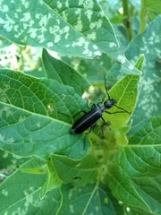 Epicauta curvicornis