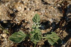 Heliotropium ellipticum