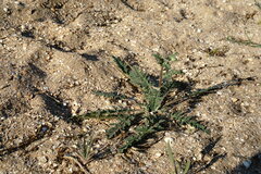 Verbascum pinnatifidum