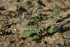 Heliotropium ellipticum