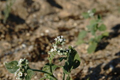 Heliotropium ellipticum