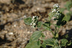 Heliotropium ellipticum