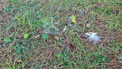 Oxypetalum solanoides