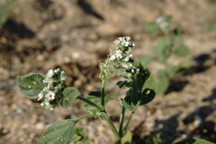 Heliotropium ellipticum