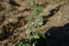 Heliotropium ellipticum