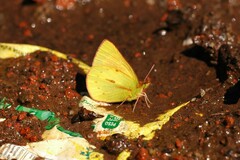 Colias dimera