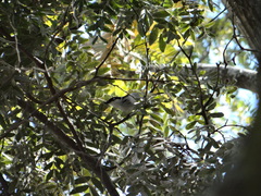 Dryoscopus cubla