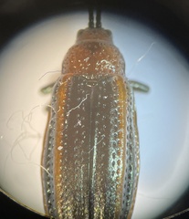 Microrhopala
