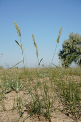 Agropyron dasyanthum