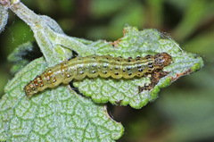 Pyrausta pseudonythesalis