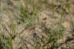 Agropyron dasyanthum
