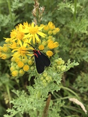 Ctenucha multifaria