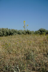 Erysimum quadrangulum