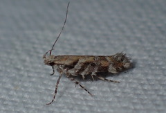 Aristotelia ericinella