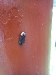 Photinus productus