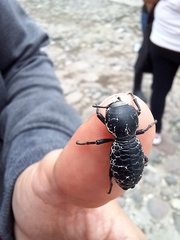 Zopherus laevicollis